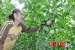 Trồng xen chanh dây trong vườn cao su cho thu nhập cao